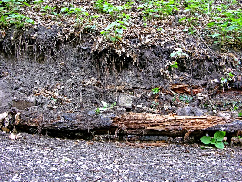 Ritrovamenti marted� 3 aprile.